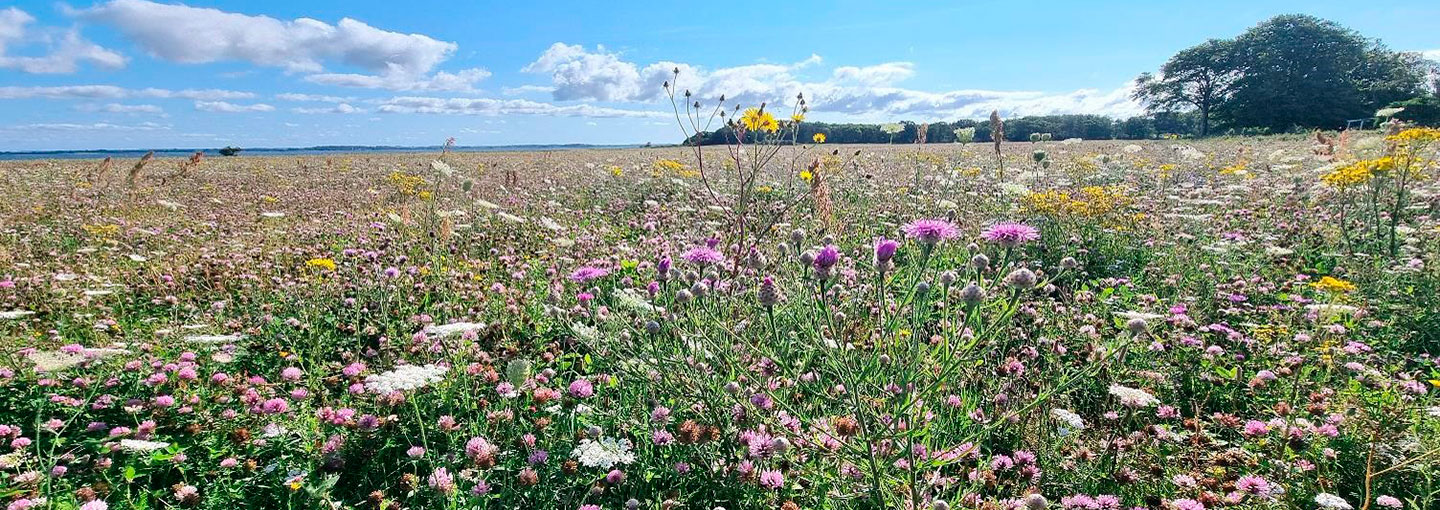 Billede af mark med blomster