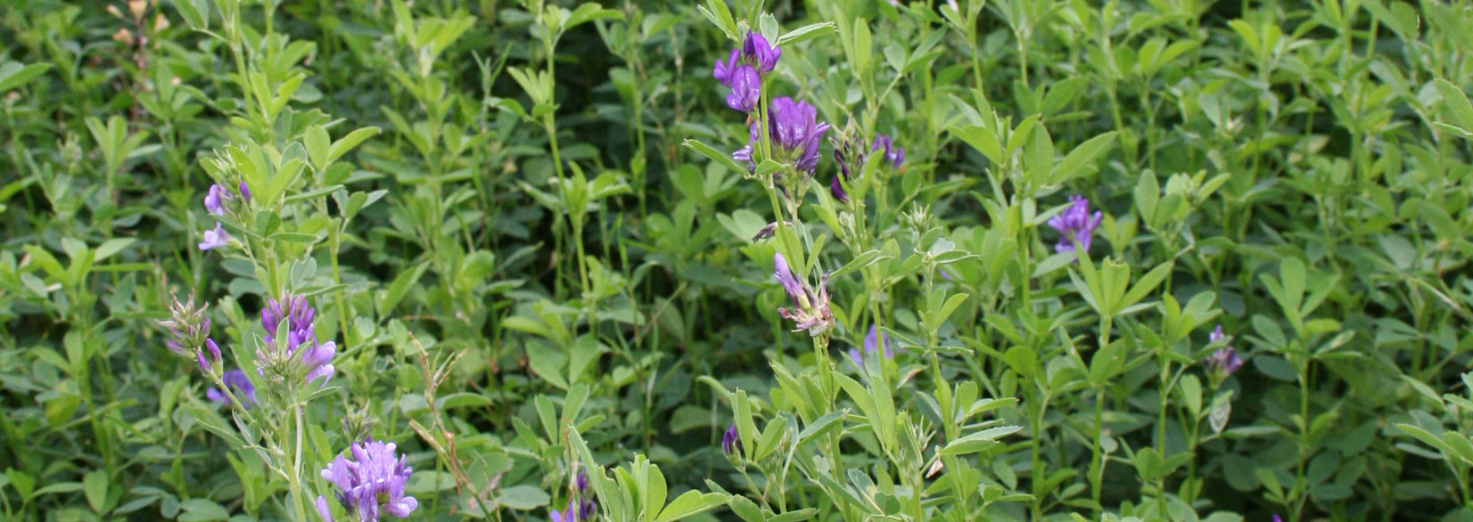 Dyrkningsvejledning For Lucerne